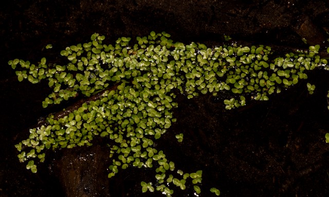 Lemna 18-9396.jpg
